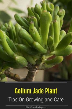 a close up of a plant with text overlay that reads, column jade plant tips on growing and care