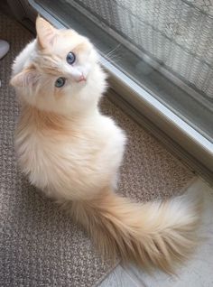 a fluffy white cat sitting on the floor looking up at something in front of it