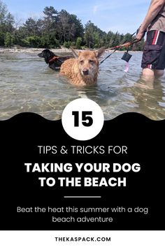 a man and his dog in the water with text that reads tips & tricks for taking your dog to the beach