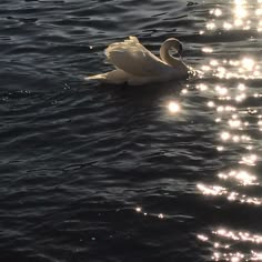 a swan is swimming in the water with sun shining down on it's back