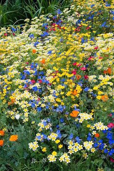 many different colored flowers growing in the grass