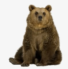 a large brown bear sitting on top of a white floor