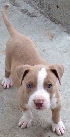 a brown and white puppy standing on top of cement