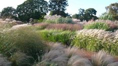 the grass is blowing in the wind and it looks like they're going to fall