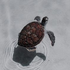 a turtle is swimming in the water