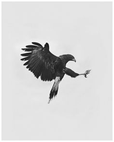 a black and white photo of a bird in flight