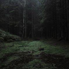 a dark forest filled with lots of green grass and tall trees in the middle of it