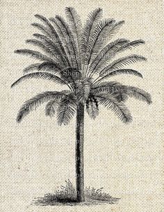 a black and white drawing of a palm tree