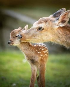 two baby deer standing next to each other