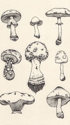 an ink drawing of different types of mushrooms