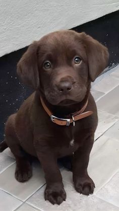 a brown puppy sitting on top of a tile floor