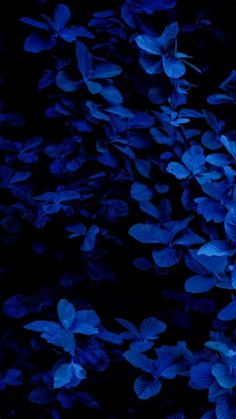 blue flowers are growing in the dark