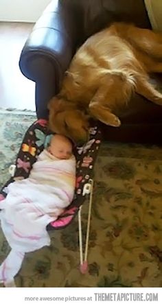 a baby laying on top of a chair next to a dog