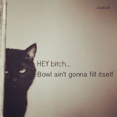 a black cat sitting in front of a wall with a quote on it's side