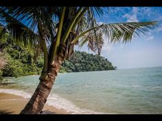 a palm tree sitting on top of a sandy beach next to the ocean and trees