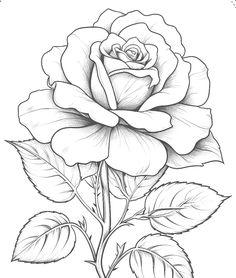 Rose Coloring, Rose Coloring Pages, Adults Coloring, Flower Line Drawings, Flower Art Drawing, Rose Drawing, Roses Drawing, Coloring Pages For Adults