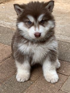 a brown and white puppy sitting on the ground