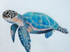 a drawing of a sea turtle in blue and green colors on a white paper background