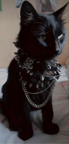 a black cat with chains and spikes on it's neck sitting on a bed