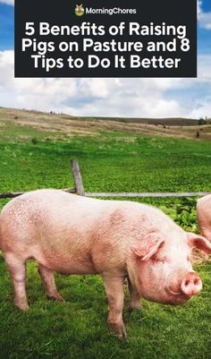 two pigs standing on top of a lush green field next to a wooden fence with the words 5 benefits of raising pigs on pasture and 8 tips to do it better