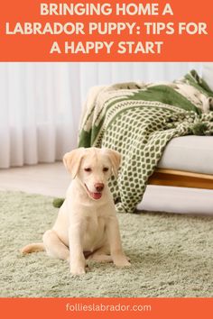 a puppy sitting on the floor in front of a bed with text overlay reading bringing home a labrador puppy tips for a happy start