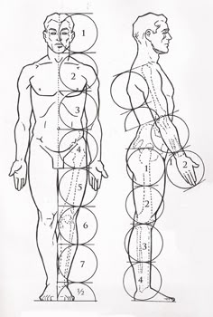 an image of a man's body with the muscles labeled in different directions and numbers