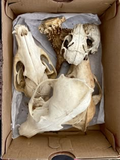 an open cardboard box with two human skulls and one animal's skull in it