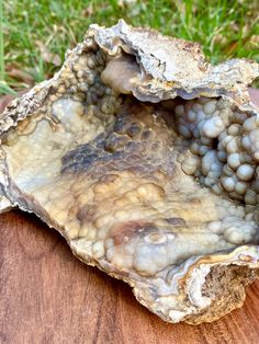 an open oyster shell sitting on top of a wooden table next to grass and rocks