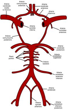 the human body's nervous system is shown in this diagram, with labels on each side