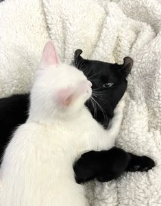 a black and white cat laying on top of a blanket next to a white kitten