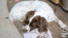 a brown and white dog laying on top of a blanket