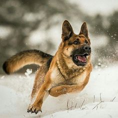 a german shepherd running in the snow with his mouth open and tongue out, saying santa wait i didn't know it was you