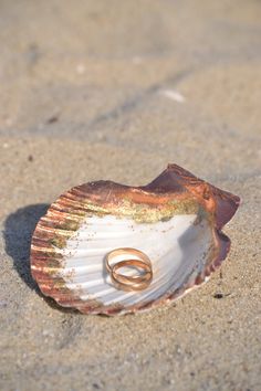 a shell with two wedding rings in it