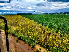 the view from inside a train looking out at a green field with yellow flowers and trees