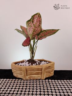 a potted plant sitting on top of a black and white checkered table cloth