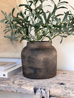 a potted plant sitting on top of a wooden table next to a bookshelf