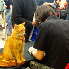 an orange cat sitting on top of a table next to a man in black shirt