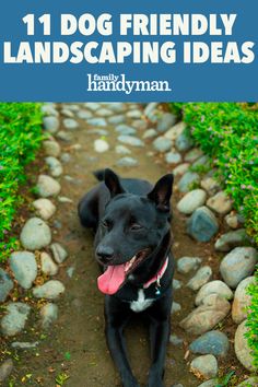 a black dog sitting on top of a dirt road next to green grass and rocks