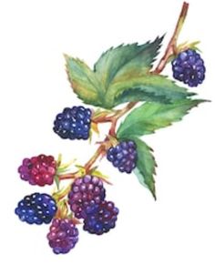 a painting of berries and leaves on a white background