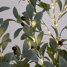 an olive tree with green leaves and lights