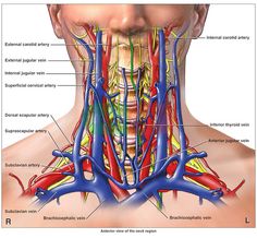 the neck and throat are labeled in this diagram