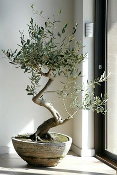 a bonsai tree in a pot on a window sill