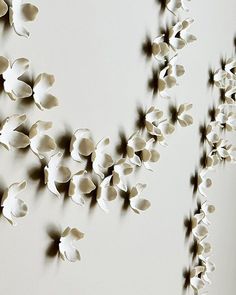 white flowers are arranged on the wall in an artistic way with shadows coming from them