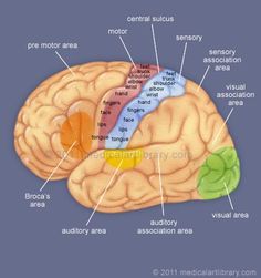 the structure of the human brain with labels on each side and labeled parts labelled below