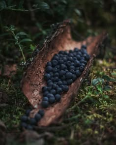 blueberries on a log in the woods