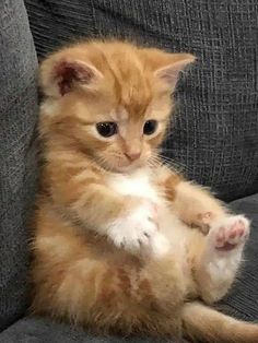 a small orange kitten sitting on top of a gray couch with its paws up in the air