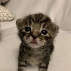 a small kitten sitting on top of a white couch