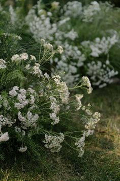 some white flowers are growing in the grass