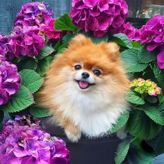 a small dog sitting in a flower pot with purple flowers around it and smiling at the camera