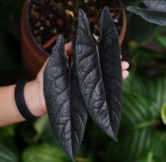 three leaves are held up in front of a potted plant